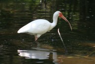 Ibis