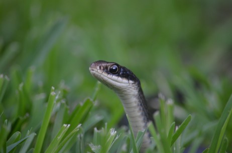 Everglades Racer