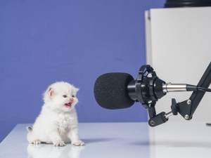 kitten meowing in front of microphone. Write a funny caption